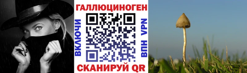 закладка Саров Галлюциногенные грибы Psilocybe